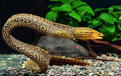 Gymnothorax polyuranodon 30 cm murene