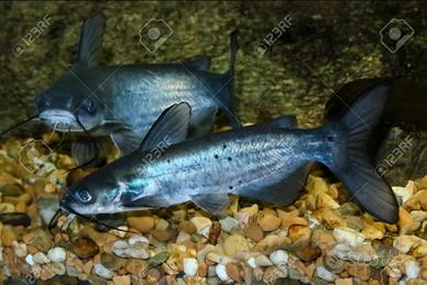 Pesce gatto americano