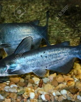 Pesce gatto americano