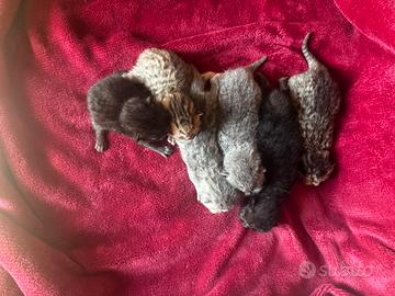 6 gattini British Shorthair prenotabili 🐱❤️