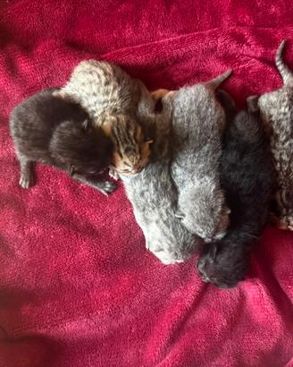 6 gattini British Shorthair prenotabili 🐱❤️