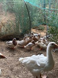 Anatra mignon