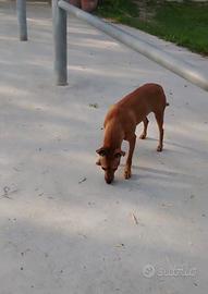 Cucciola Pinscher Femmina