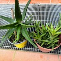 Aloe striatula - Aloe squarrosa