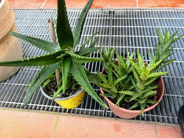 Aloe striatula - Aloe squarrosa