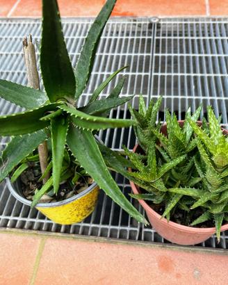 Aloe striatula - Aloe squarrosa