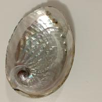 CONCHIGLIA ABALONE BRUCIA INCENSO  SOPRAMMOBILE