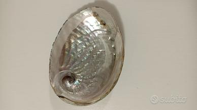 CONCHIGLIA ABALONE BRUCIA INCENSO  SOPRAMMOBILE