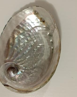 CONCHIGLIA ABALONE BRUCIA INCENSO  SOPRAMMOBILE