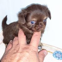 Cuccioli di chihuahua con pedigree