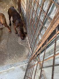 Cane cinghiale