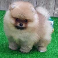 Spitz di pomerania altissimo livello