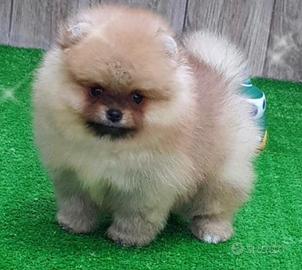 Spitz di pomerania altissimo livello