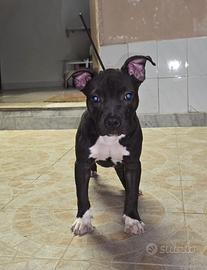 cucciolo di pitbull