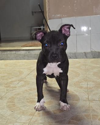 cucciolo di pitbull