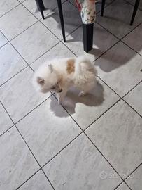 Volpino di pomeranea