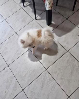 Volpino di pomeranea