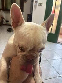 Bulldog francese esotics bianca