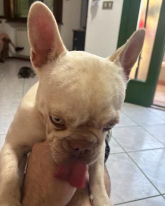 Bulldog francese esotics bianca