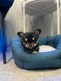 Cucciolo chihuahua nero focato mini