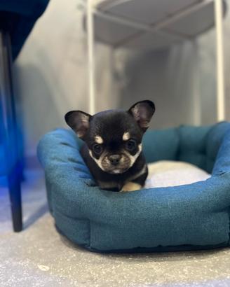 Cucciolo chihuahua nero focato mini