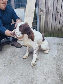 Cuccioli Springer spaniel