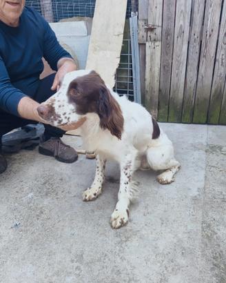 Cuccioli Springer spaniel