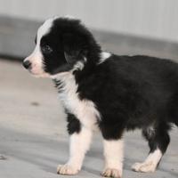 Cuccioli Border Collie con pedigree