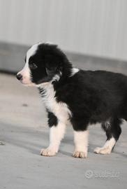 Cuccioli Border Collie con pedigree