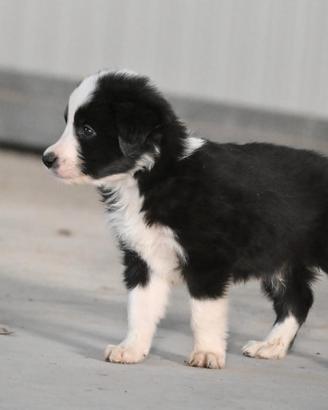Cuccioli Border Collie con pedigree