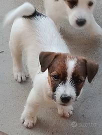Cucciole Jack Russell Terrier