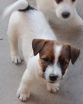 Cucciole Jack Russell Terrier