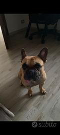 cane bulldog francese 