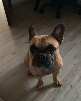 cane bulldog francese 
