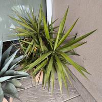 Agavi grandi e altre piante