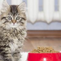 Cat sitter referenziata con esperienza