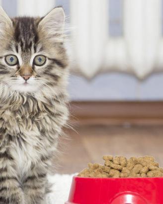 Cat sitter referenziata con esperienza