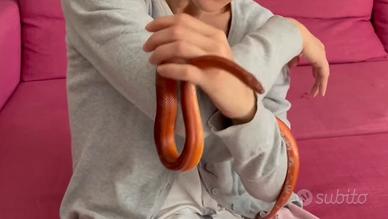 Serpente del grano