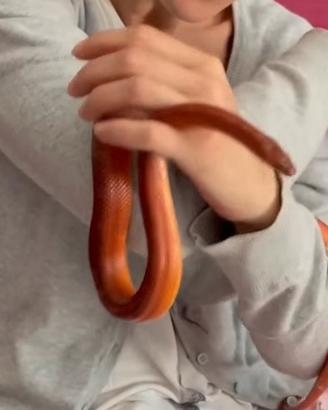 Serpente del grano