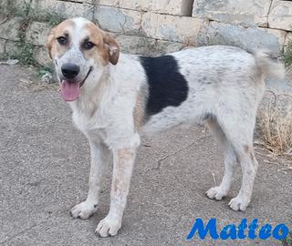 Matteo maschio adulto