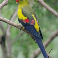 Parrocchetto codanera