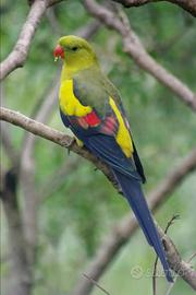 Parrocchetto codanera