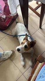 Parson russell terrier da monta