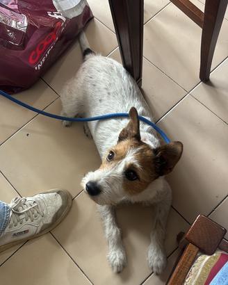 Parson russell terrier da monta