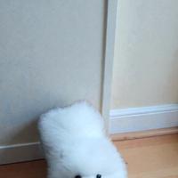 Pomerania Spitz nano