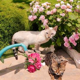 Gatto Bengala Snow Lynx e Brown Spotted