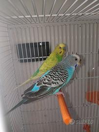 Coppia cocorite con gabbia e nido annesso