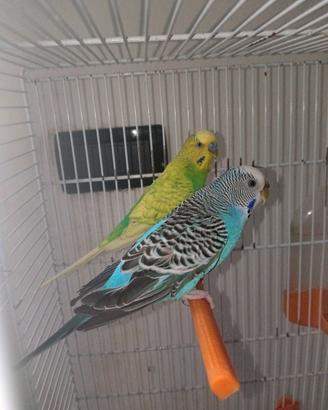 Coppia cocorite con gabbia e nido annesso