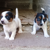 Jack Russell cuccioli