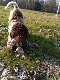 cane da tartufo 